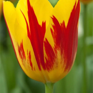 TULIPAN - WASHINGTON