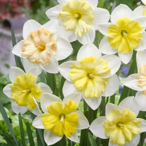 NARCYZ - CHANGING COLOURS