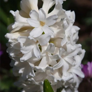 HIACYNT - POLAR GIANT