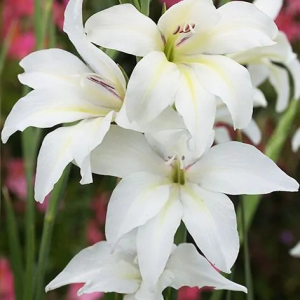 MIECZYK - ALBUS COLVILLEI