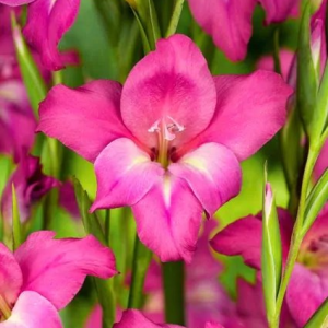 MIECZYK - CHARMING LADY TUBERGENII