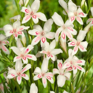 MIECZYK - NYMPH NANUS