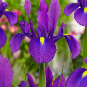 KOSACIEC HOLENDERSKI - DISCOVERY PURPLE