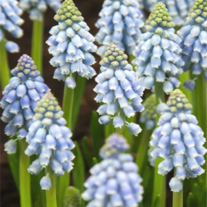 SZAFIREK - COOL BLUES