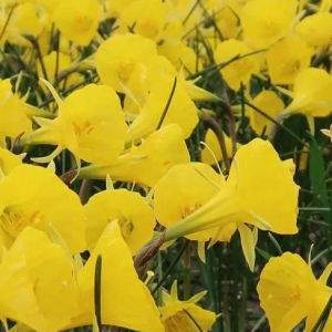 NARCYZ - CASUAL ELEGANCE BULBOCODIUM