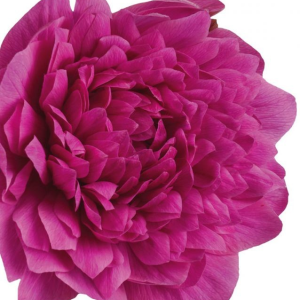 ZAWILEC - LEVANTE FUCSIA DOUBLE