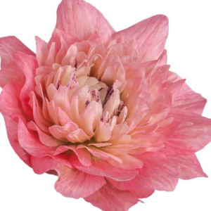 ZAWILEC - LEVANTE ROSA DOUBLE