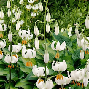 LILIA ZŁOTOGŁÓW - SNOWY MORNING ALBUM