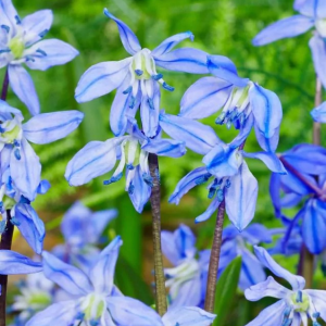 CEBULICA - SPRING BEAUTY