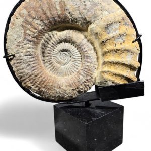 S1849 Duży amonit na marmurowym postumencie