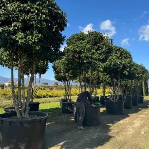 Kamelia czerwona bardzo stare drzewa