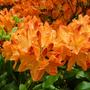 ZAMÓWIENIA KWIATY SADZONKI okazja !!!