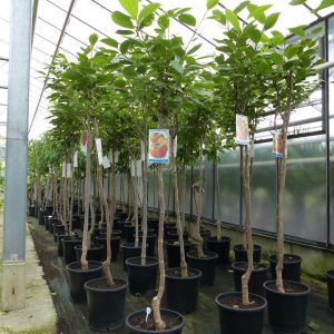 S2276 Sadzonki drzew KAKI 160 - 180 cm