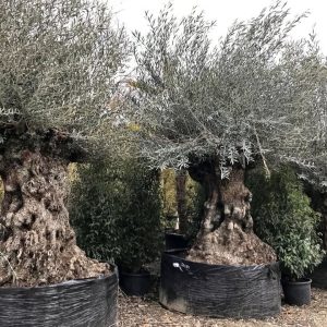 S2977 Oliwka europejska