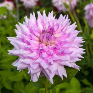 DALIA - ALMAND'S JOY