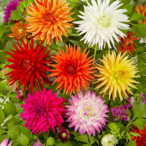 DALIA - CACTUS MIXED