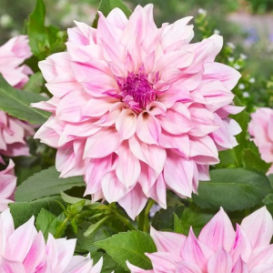 DALIA - CAFE AU LAIT ROYAL