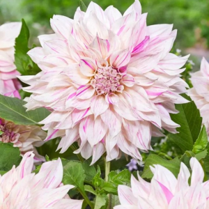 DALIA - CAFE AU LAIT TWIST