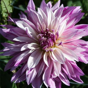 DALIA - LABIRYNTH TWOTONE