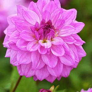 DALIA - LAKE MICHIGAN