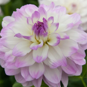 DALIA - MISS DELILAH