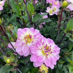 DALIA - PACIFIC JEWEL