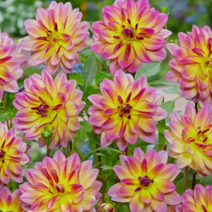 DALIA - PACIFIC OCEAN