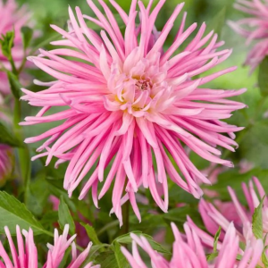 DALIA - PARK PRINCESS