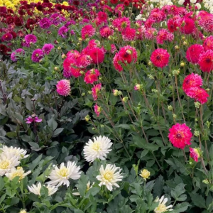 DALIA - PICKING GARDEN MIX