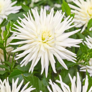 DALIA - PLAYA BLANCA