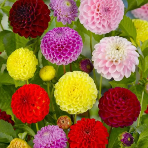 DALIA - POMPON MIXED