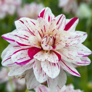 DALIA - PRINCE VALIANT