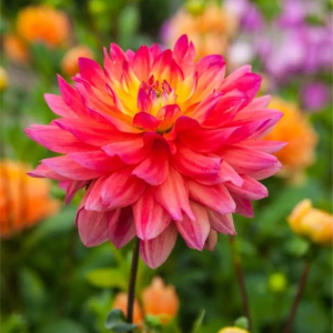 DALIA - RAINBOW SILENCE