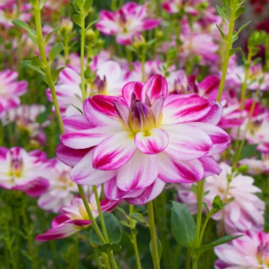 DALIA - SAINT MARTIN