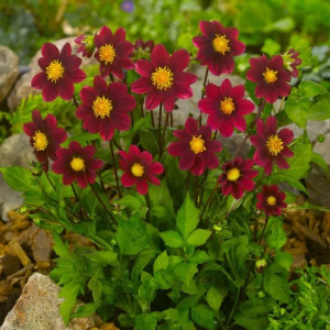 DALIA - TOPMIX PURPLE