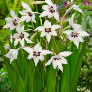 MIECZYK - ACIDANTHERA GLADIOLUS CALLIANTHUS