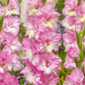 MIECZYK - CERA CORFINIO