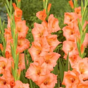 MIECZYK - GEORGIA PEACH