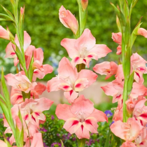 MIECZYK - NATHALIE NANUS