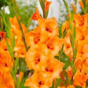 MIECZYK - PETER PEARS