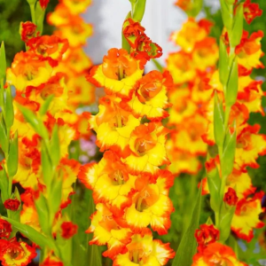 MIECZYK - PRINCESS MARGARETH ROSE