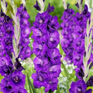 MIECZYK - PURPLE FLORA