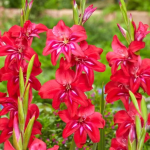 MIECZYK - ROBINETTA NANUS