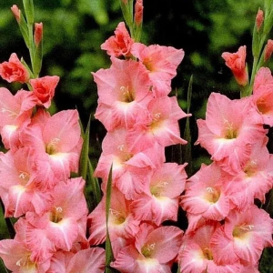 MIECZYK - ROSE SUPREME