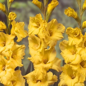 MIECZYK - STRONG GOLD