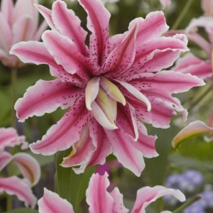 LILIA - DISTANT DRUM