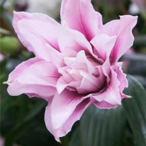 LILIA - ROSELILY ISABELLA