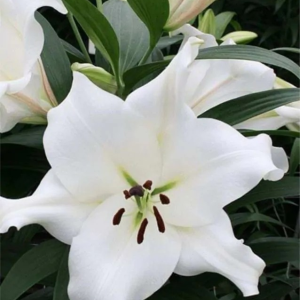 LILIA - VILLA BLANCA