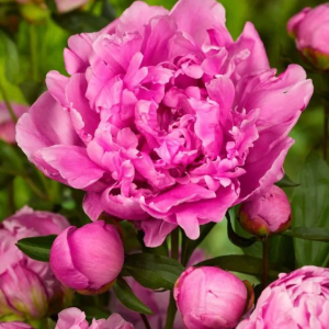 PIWONIA - ALEXANDER FLEMING