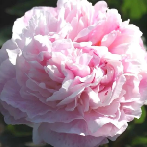 PIWONIA - ANGEL CHEEKS